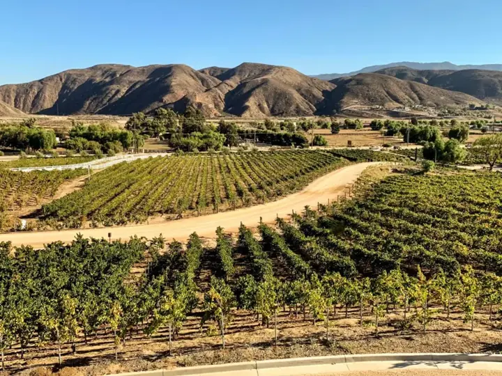 Temecula Valley vineyard rows below the dry hills east of town